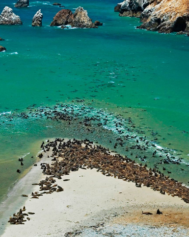 Fauna en su hábitat natural en Paracas